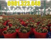 Pallet Nhựa Bình Phước: Giải Pháp Tối Ưu Cho Việc Kê Nông Sản